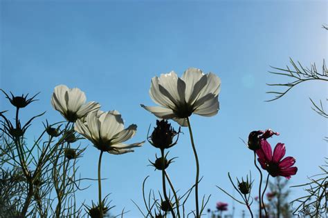 Gambar Alam Mekar Menanam Padang Rumput Daun Bunga Botani Flora