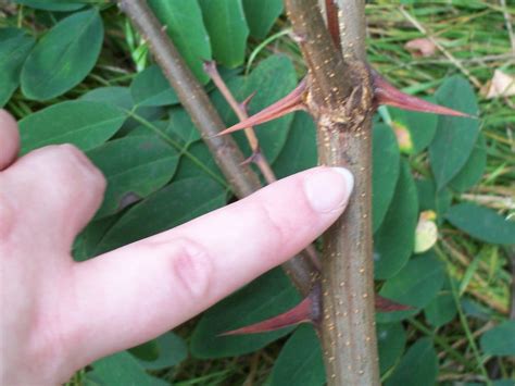 Tree Identification Robinia Pseudoacacia Black Locust