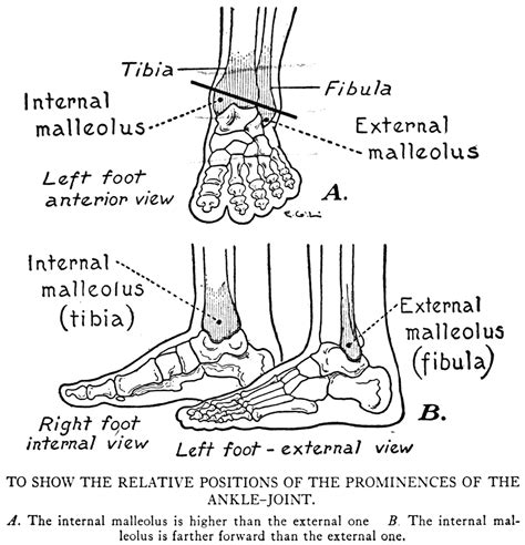 Foot and leg bones diagram. Foot bones diagram | Foot anatomy, Anatomy study, Ankle joint