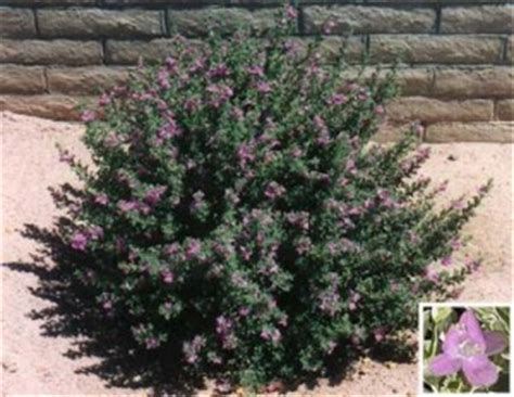 Check spelling or type a new query. Gilbert Arizona Landscaping Plants List
