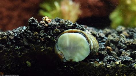 Nerite Snails Algae Eating Care Lifespan Eggs Video