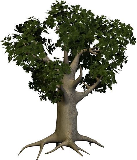Tree Png Image Transparent Image Download Size 1488x1735px