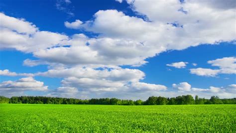 Stock Video Clip Of Summer Landscape With Green Grass Field And