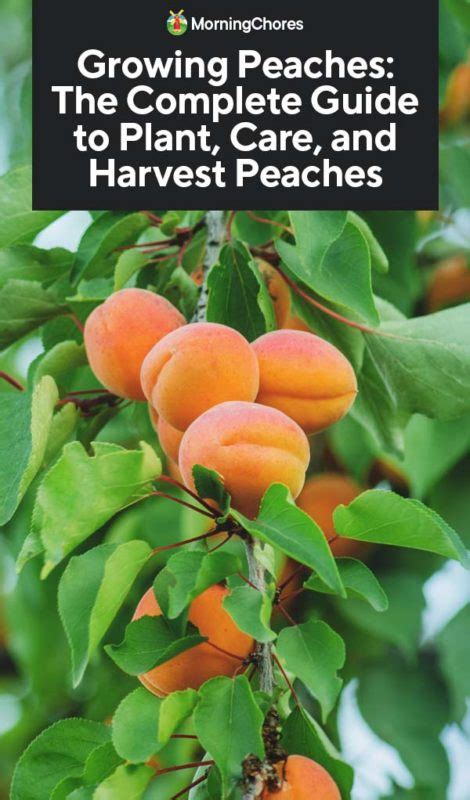 Growing Peaches The Complete Guide To Plant Care And Harvest Peaches