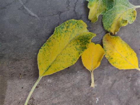 Anna Apple Tree Leaves Turning Yellow With Green Spots Rbackyardorchard