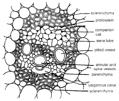Monocot Root Vascular Bundle