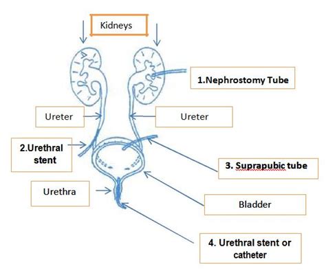 Urine Drains From The Ureters Into The Bladder Through The Best Drain