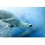 Polar Bear Swimming  The Bluest Sky