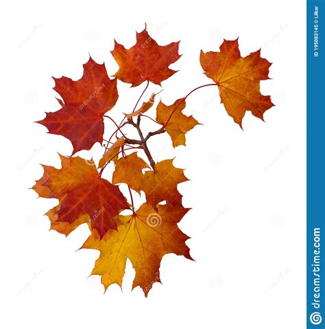 Branch Of Autumn Red Maple Leaves Isolated On White Background Stock