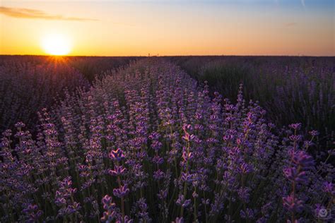 Lavender Field At Sunset Background High Quality Free Backgrounds