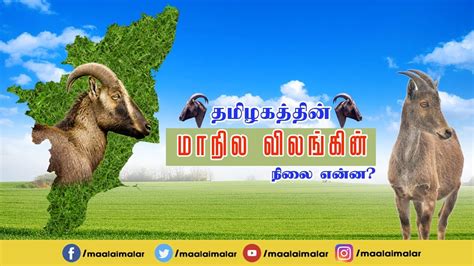 Nilgiri tahr (varayadu) can be found around this place which is the state animal of tamilnadu and is an extinct species. தமிழகத்தின் மாநில விலங்கின் நிலை என்ன? | Varayadu ...