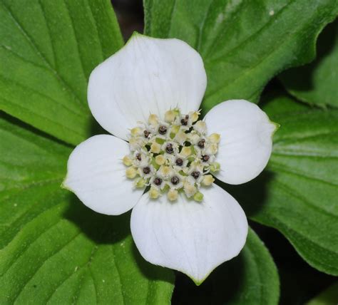 Bunchberry: Fast Flowers in the Adirondack Park - - The Adirondack Almanack