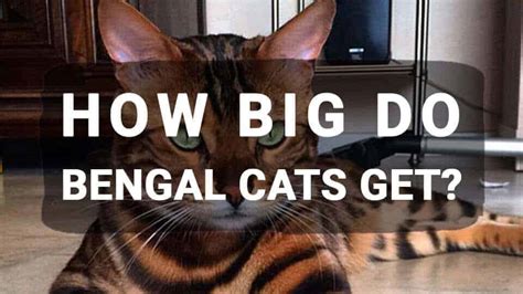 The savannah cat is an intriguing and mysterious animal thanks to their unique blend of exotic looks and playful temperament. How Big Do Bengal Cats Get? - Meowkai