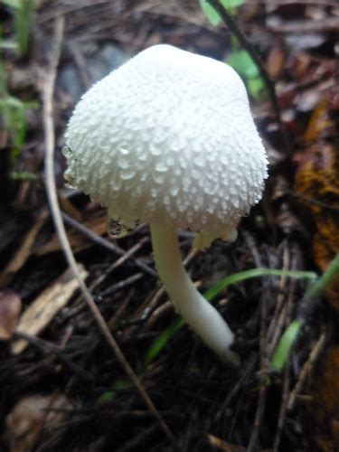 White Mushroom Growing In Shady Spot Fine Mulch Opens Ou Flickr