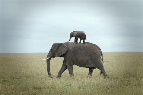 Baby Elephant On The Back Of His Mother Photograph By Buena Vista