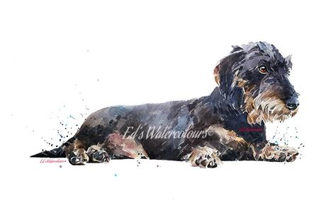 Wire Haired Dachshund Relaxing Print Watercolourwirehaired Dachshund
