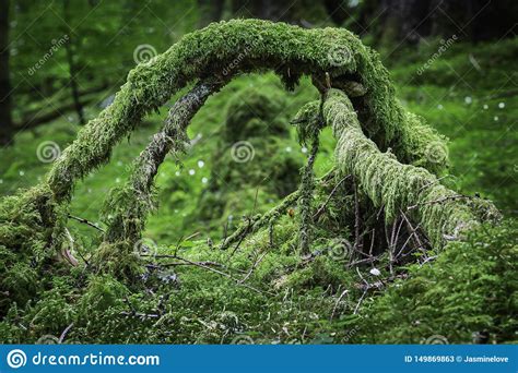 Arch Formed From Branches Covered With Moss Stock Image Image Of