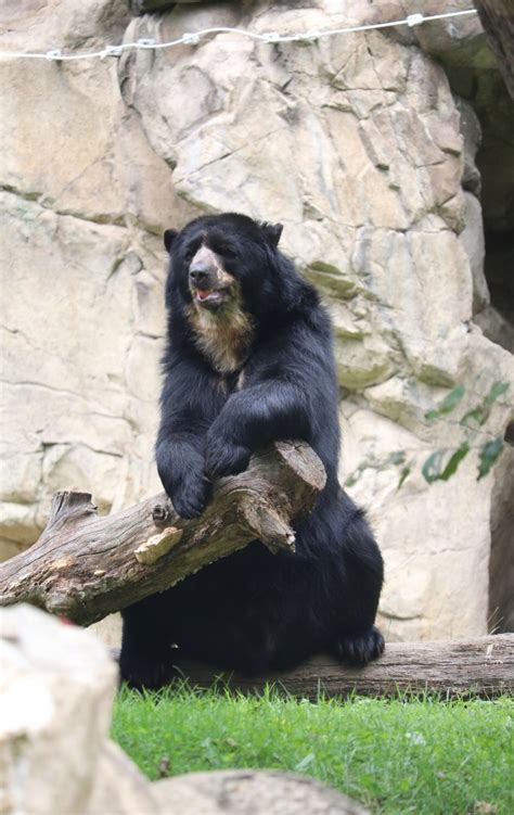 Smithsonian National Zoo Andean Bear Zoochat
