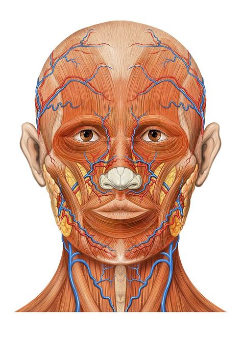Head Ap Anatomy Angular Vein Wikipedia The Free Encyclopedia