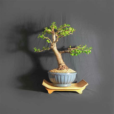 Mature Dwarf Jade Bonsai Tree Forces Of Nature Collection From