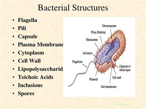 Ppt Structure And Function Of Bacterial Cells Powerpoint Presentation