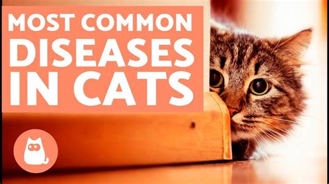 The 10 Most Common Diseases In Cats Universty Of Cats