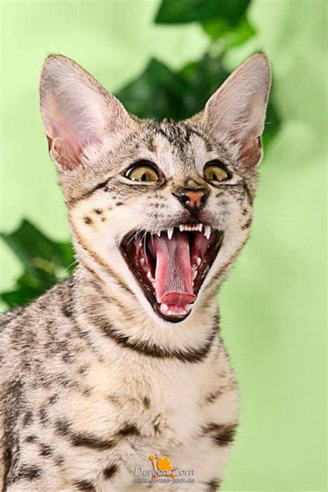 The savannah cat is an intriguing and mysterious animal thanks to their unique blend of exotic looks and playful temperament. savannah cat on Tumblr