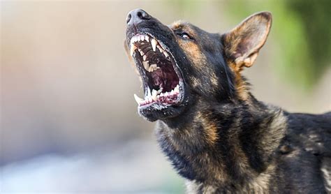 I have no money to take her to a vet. How To Treat A Dog Bite Wound - Top Dog Tips