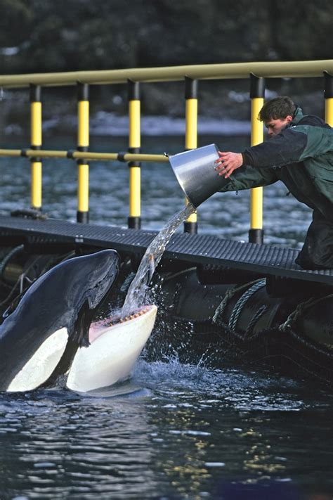 Orca trainer saw best of keiko, worst of tilikum | cnn. Marine Animal Welfare: Keiko the killer whale