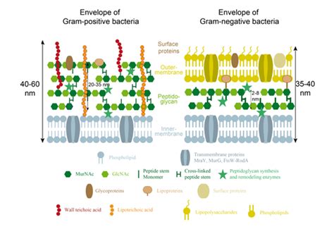 The Bacterial Cell Wall Glycopedia