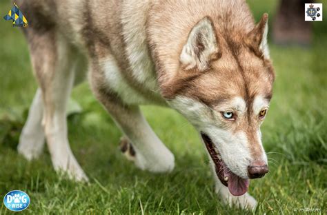 Great Heterochromia Husky Wolf Friends Animals Amigos Animales