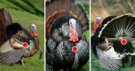 Turkey Shot Placement For Bowhunters An Official Journal Of The Nra