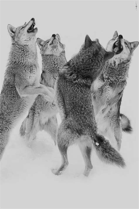 Wolf In Sheeps Clothing Meme Wolf Wolves Coyote Dance Animals Meme