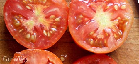 Three Ways To Save Tomato Seeds