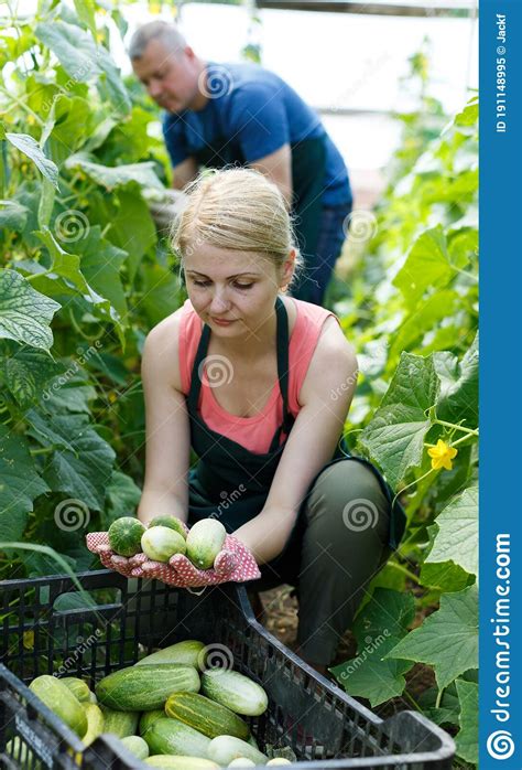 Couple Of Gardeners In Gloves Picking Cucumbers To Crates Stock Image Image Of Control Couple