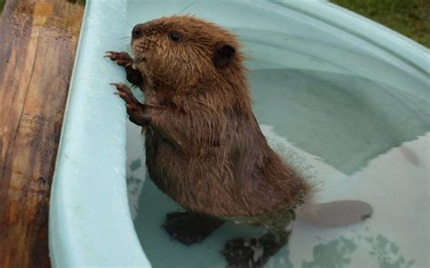 12 More Adorable Baby Beavers That Will Make Your Week Cottage Life