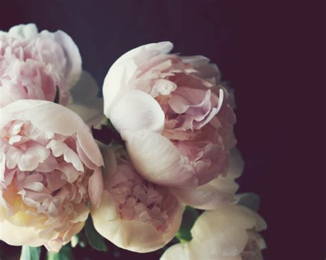 Garden By The Sea Photography Blog By Lupen Grainne Pink Peony Flowers