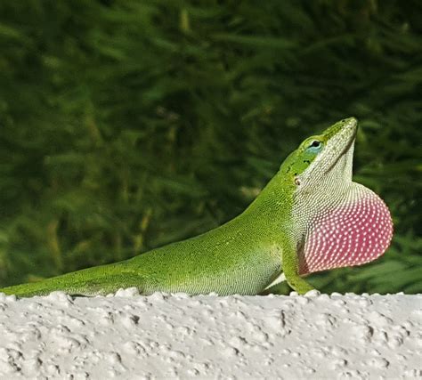 About Wild Animals A Picture Of The Anole Green Lizard Lizard Anole