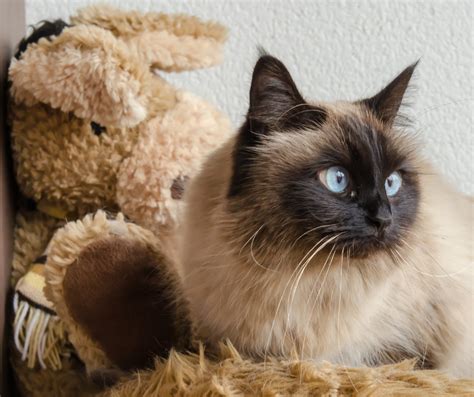 Birman Cat Breed Information Traits And Care
