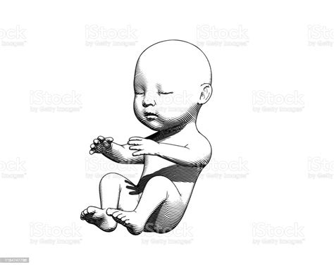 Human Infant Baby Drawing Illustration On White Bg Stock Illustration