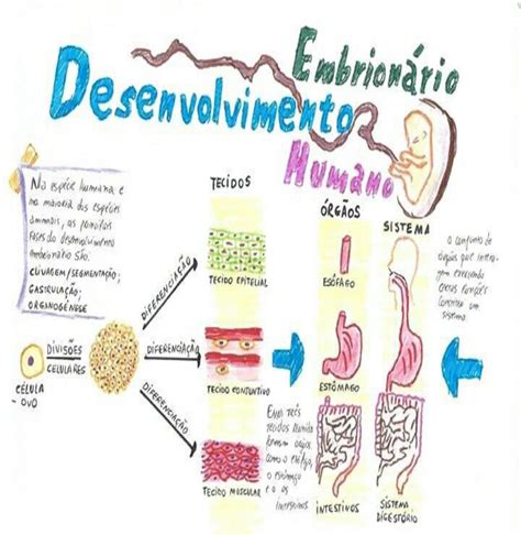 Mapa Mental De Embriologia Humana Mara Images Images And Photos Finder