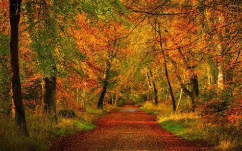 Red Path Through The Forest Wallpaper Nature Wallpapers 46060