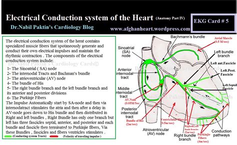 Drnabil Paktins Cardiology Blog مجله کاردیولوژی دکتور نبــیل پاکطـین Electrical Conduction