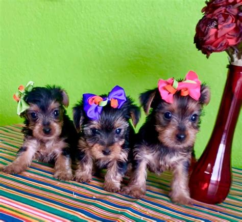 Yorkshire Terrier Puppies For Sale Albuquerque Nm 315779