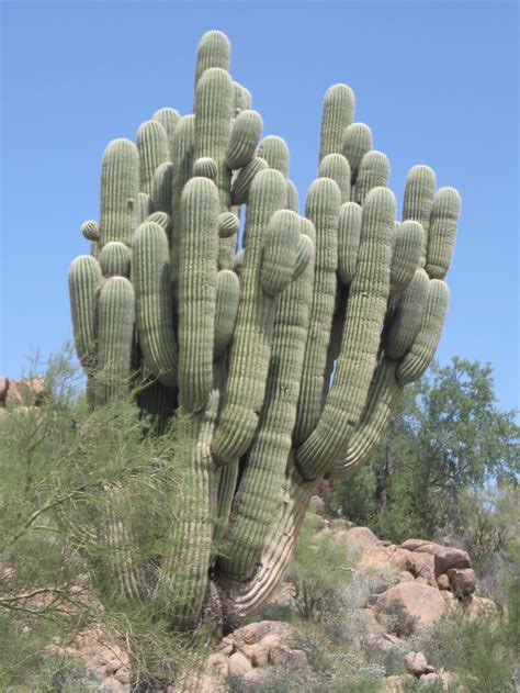 #barrelcactus #cactusinfo #goldenbarrelcactus debra is based in southern california, home to more succulent specialty nurseries and growers than anywhere else in the world. Oldest standing Cactus in Arizona | Cactus plants, Cactus