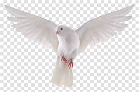 Columbidae Bird Photography Background Dove Animal Pigeon Transparent