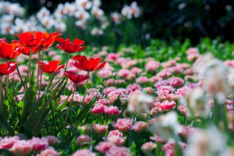 Hình ảnh Vườn Hoa đẹp đẹp Mênh Mông Và Rực Rỡ