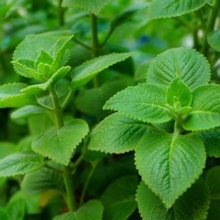Learn how to plant, grow, and harvest mint with this growing guide from the old farmer's almanac. Mexican Mint Live Plant in Pot Cuban Oregano Indian Borage ...