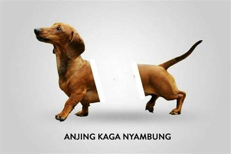 Meme Anjing © 2018 Berbagai Sumber Cartoon Jokes Meme Anjing Lucu