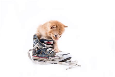 Cute Little Cat In Shoes Free Stock Photo Public Domain Pictures